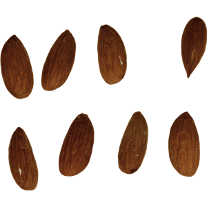 Almond PNG-50697